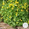 Bloomique - Caltha palustris - Kaczeńce błotne - Rośliny do Podgląd zdjęcia produktu 2
