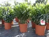 Oleander  80 - 100 cm Busch Nerium Krone Ø60 cm Produktbild-Vorschau 6