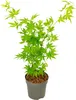 Japanischer Ahorn - Acer palmatum 'Going Green' - Höhe Produktbild-Vorschau 1