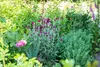 Lychnis coronaria, Lichtnelke, silbrig-grau, ca. 9x9 cm Produktbild-Vorschau 5