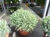 echter Lavendel XL BUSCH Ø 40cm, Höhe 40 cm, Lavandula Produktbild-Vorschau 9