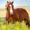 Pferd Bettwäsche Produktbild-Vorschau 7
