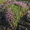 Stauden Gänge 100 x Thymus praecox 'Minor' im 9 x 9 cm Topf Produktbild-Vorschau 3