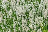 Stauden Gänge 1 x Lavandula angustifolia 'Alba' - Echter Produktbild-Vorschau 6