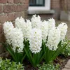 Hyazinthen Zwiebeln Winterhart Mehrjährig White Pearl - 15 Produktbild-Vorschau 3