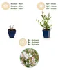 Green boutiQ - Staude - Gaura lindh. Whirling Butterflies - Produktbild-Vorschau 4