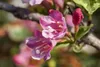 Weigela 'Styriaca', Weigelie, rosa Blüten, 60–100 cm Produktbild-Vorschau 1