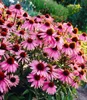 BALDUR Garten 9x Echinacea purpurea, Pflanzen im 9x9 Produktbild-Vorschau 1