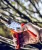 Löwe 10 | Kovadlinkové nožnice so zahnutým ostrím Náhľad obrázku produktu 9