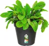 A potted plant with green leaves and red veins in a black pot. Podgląd zdjęcia produktu