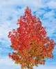 Liquidambar styraciflua, Amberbaum, 100–125 cm Produktbild-Vorschau 13