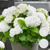 Bloomique - Lot de 3 - Hydrangea Macrophylla Wudu - Voir les images du produit 2