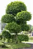 Fagus sylvatica, Rotbuche, 125–150 cm Produktbild-Vorschau 3