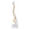 Model kręgosłupa, elastyczny anatomiczny model kręgosłupa z Podgląd zdjęcia produktu 3