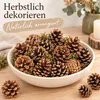 Tannenzapfen 1 kg ca. 50-70 Stk 5-6 cm Pinus nigra Produktbild-Vorschau 3
