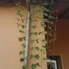 2 x Luppolo - set di 2 Humulus lupulus (femmina - luppolo Anteprima dell’immagine prodotto 3