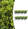 Ilex crenata 'Jenny' | 48 Stücke - 15cm - Ø7cm - Produktbild-Vorschau 1