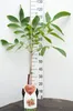 Juglans regia Buccaneer Greffage env. 120 cm - Noyer - Voir les images du produit 2