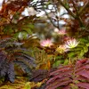 Albizia julibrissin 'Summer Chocolate' – Albero dei sogni Anteprima dell’immagine prodotto 1