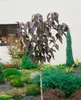 Prunus serrulata 'Royal Burgundy', Zierkirsche, dunkelrosa, Produktbild-Vorschau 6