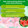 Purgrün Hibiskus-Dünger 1 Liter Produktbild-Vorschau 3
