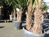 Trachycarpus fortunei Gruppe 150 - 170 cm Palme Hanfpalme, Produktbild-Vorschau 2