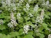 Stauden Gänge 3 x Tiarella wherryi - Schaumblüte - Der Produktbild-Vorschau 4