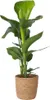 Paradiesvogelblume - Strelitzie - Strelitzia nicolai - Höhe Produktbild-Vorschau 1