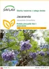SAFLAX - Jacaranda - 50 Nasiona - Jacaranda mimosifolia Podgląd zdjęcia produktu 1