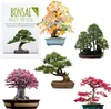 Semi di bonsai straordinari con un alto tasso di Anteprima dell’immagine prodotto 1