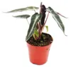 Mini roslina - Alocasia - Arrowleaf - Idealna do malych Podgląd zdjęcia produktu 1