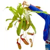 Nepenthes maxima - Riesen-Kannenpflanze - Ampel Produktbild-Vorschau 1