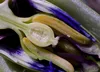 SAFLAX - Blaue Passionsblume - Passiflora caerulea - 25 Produktbild-Vorschau 4