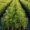 Cox Orange Renette Apfel Apfelbaum Obstbaum kleinbleibend Produktbild-Vorschau 2