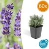 Sadzonki lawendy – Lavandula angustifolia 'Hidcote' – Podgląd zdjęcia produktu 1