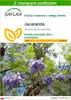 SAFLAX - Jacaranda - 50 Nasiona - Z podłożem uprawowym Podgląd zdjęcia produktu 1