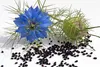 SAFLAX - BIO - čierny kmín - Nigella sativa - 300 Semená Náhľad obrázku produktu 7
