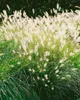 Pennisetum alopecuroides 'Hameln', Lampenputzergras, ca. Produktbild-Vorschau 13