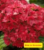 BALDUR Garten 1x 5-Stufen Hortensie Together®, Pflanze im 2 Produktbild-Vorschau 6