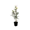 Blutbuche Purpurea 60-100 cm, im Topf - Fagus sylvatica Produktbild-Vorschau 1