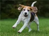 CALVENDO Puzzle Beagle in Action | 1000 Teile Lege-Größe Produktbild-Vorschau 2