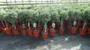 Olivenbaum Stamm Olive 80 - 100 cm hoch, beste Qualität, Produktbild-Vorschau 3