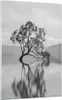 Bilder auf glas - Einteilig - Baum Symmetrie See - 70x100cm Produktbild-Vorschau 1