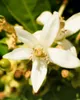 YODEYMA Parfum Nicolas per lei - Eau de Parfum per donna Anteprima dell’immagine prodotto 6