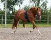 A brown horse is being trained in an outdoor arena. Produktbild-Vorschau