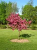 Cercis canadensis, judaszowiec amerykański, wysokość 100 Podgląd zdjęcia produktu 2