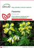 SAFLAX - pasienka - Primula veris - 100 Semená Náhľad obrázku produktu 1