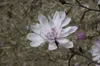 Magnolia stellata 'Rosea', Sternmagnolie, rosa Blüten, Produktbild-Vorschau 5