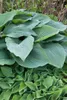 Hosta sieboldiana 'Blue Angel', Blaublatt-Funkie, ca. 13 cm Produktbild-Vorschau 5