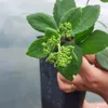 Strauß-Hortensie Grandiflora 2 L Produktbild-Vorschau 4